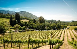 Napa and Sonoma Wine Country Private Tour