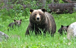 Discover Grizzly Bears