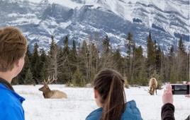 Discover Banff with Wild Life and Gondola, Banff
